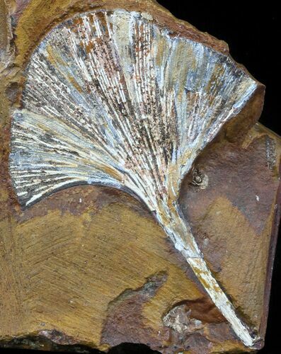 Fossil Ginkgo Leaf From North Dakota - Paleocene #58987
